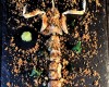 Finto fossile di cannocchia e “wasabi” di broccolo